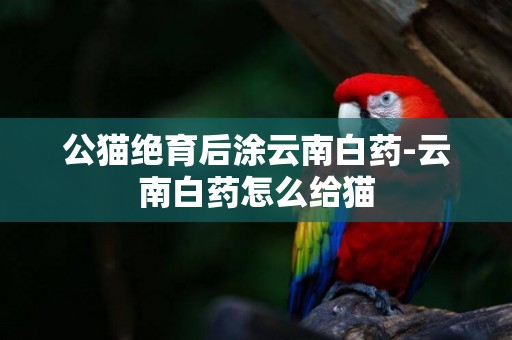 公貓絕育后涂云南白藥-云南白藥怎么給貓