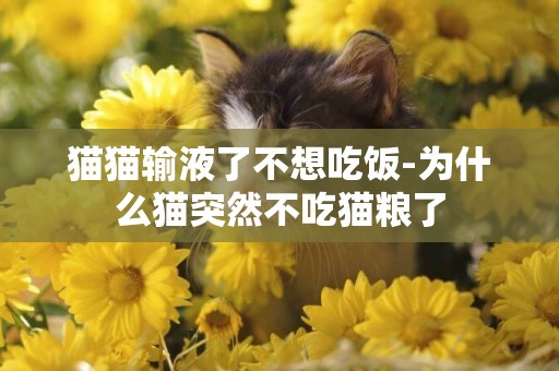 貓貓輸液了不想吃飯-為什么貓突然不吃貓糧了