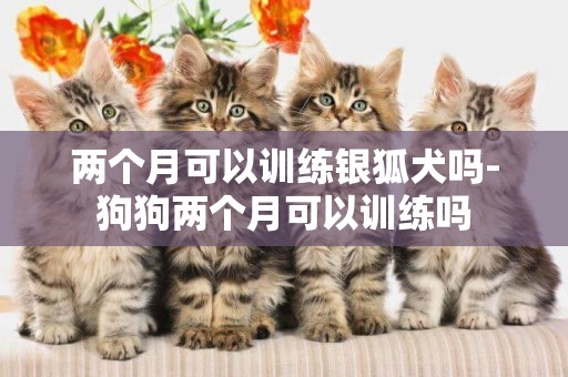 兩個月可以訓練銀狐犬嗎-狗狗兩個月可以訓練嗎