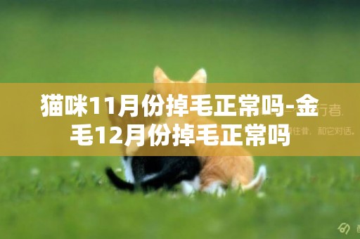 貓咪11月份掉毛正常嗎-金毛12月份掉毛正常嗎