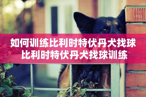 如何訓練比利時特伏丹犬找球 比利時特伏丹犬找球訓練