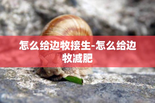 怎么給邊牧接生-怎么給邊牧減肥
