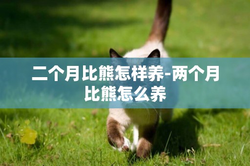 二個月比熊怎樣養-兩個月比熊怎么養