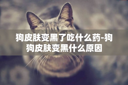 狗皮膚變黑了吃什么藥-狗狗皮膚變黑什么原因