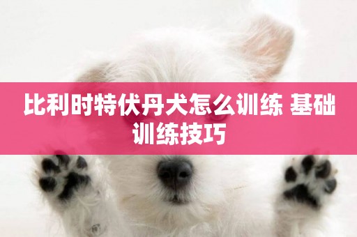 比利時特伏丹犬怎么訓練 基礎訓練技巧