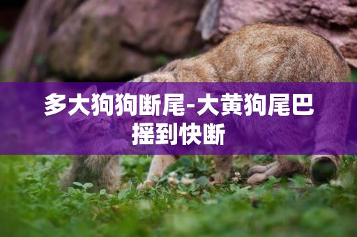 多大狗狗斷尾-大黃狗尾巴搖到快斷