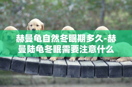赫曼龜自然冬眠期多久-赫曼陸龜冬眠需要注意什么