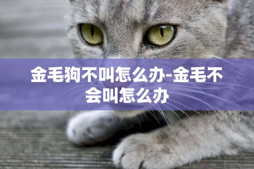 金毛狗不叫怎么辦-金毛不會叫怎么辦