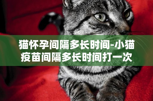 貓懷孕間隔多長時間-小貓疫苗間隔多長時間打一次