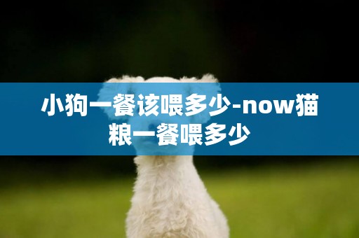 小狗一餐該喂多少-now貓糧一餐喂多少