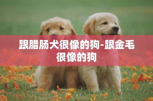 跟臘腸犬很像的狗-跟金毛很像的狗