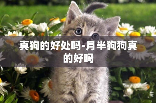 真狗的好處嗎-月半狗狗真的好嗎