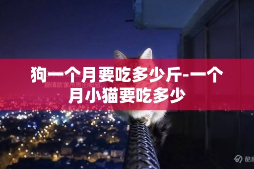 狗一個月要吃多少斤-一個月小貓要吃多少