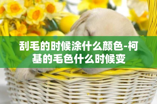 刮毛的時候涂什么顏色-柯基的毛色什么時候變