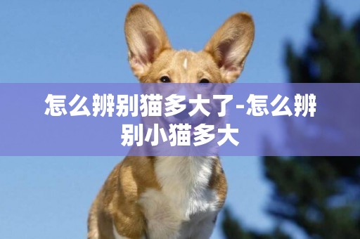 怎么辨別貓多大了-怎么辨別小貓多大
