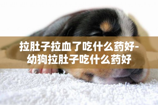 拉肚子拉血了吃什么藥好-幼狗拉肚子吃什么藥好