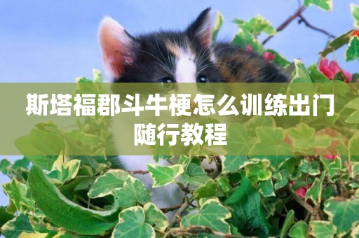 斯塔福郡斗牛梗怎么訓練出門隨行教程