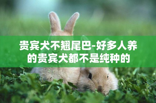 貴賓犬不翹尾巴-好多人養的貴賓犬都不是純種的