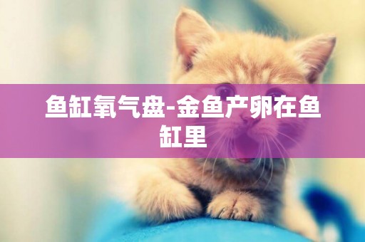 魚缸氧氣盤-金魚產卵在魚缸里