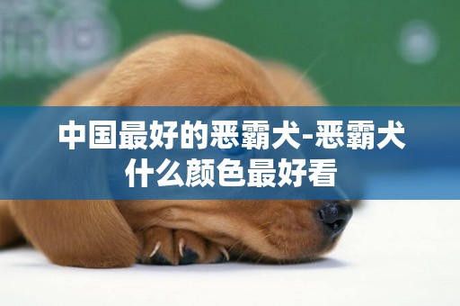 中國最好的惡霸犬-惡霸犬什么顏色最好看