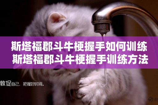 斯塔福郡斗牛梗握手如何訓練 斯塔福郡斗牛梗握手訓練方法