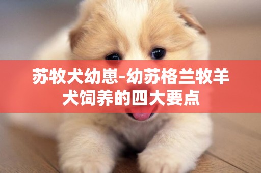 蘇牧犬幼崽-幼蘇格蘭牧羊犬飼養的四大要點