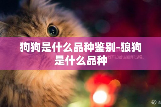 狗狗是什么品種鑒別-狼狗是什么品種