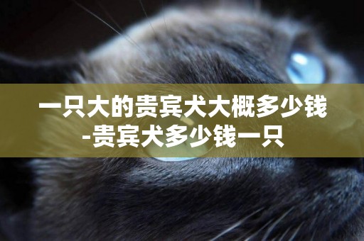 一只大的貴賓犬大概多少錢-貴賓犬多少錢一只