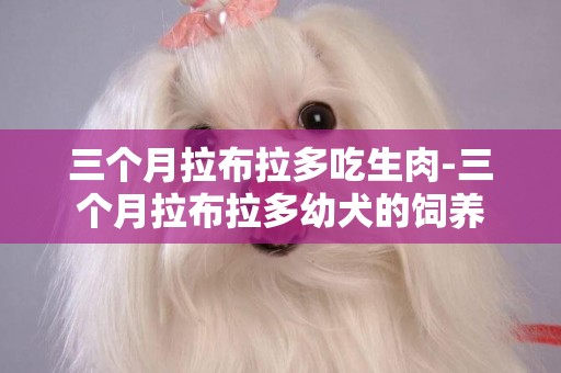 三個月拉布拉多吃生肉-三個月拉布拉多幼犬的飼養