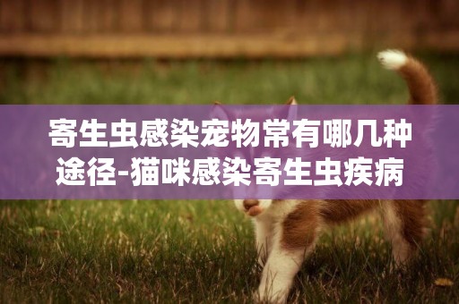 寄生蟲感染寵物常有哪幾種途徑-貓咪感染寄生蟲疾病主要途徑有哪些呢
