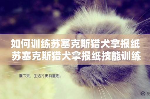如何訓練蘇塞克斯獵犬拿報紙 蘇塞克斯獵犬拿報紙技能訓練