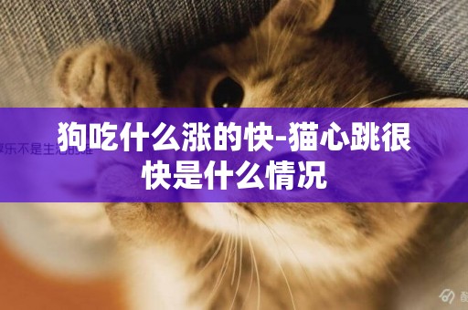 狗吃什么漲的快-貓心跳很快是什么情況