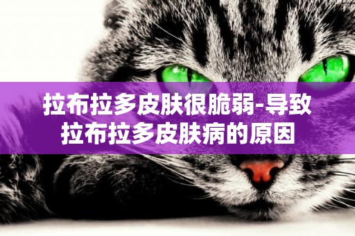 拉布拉多皮膚很脆弱-導致拉布拉多皮膚病的原因