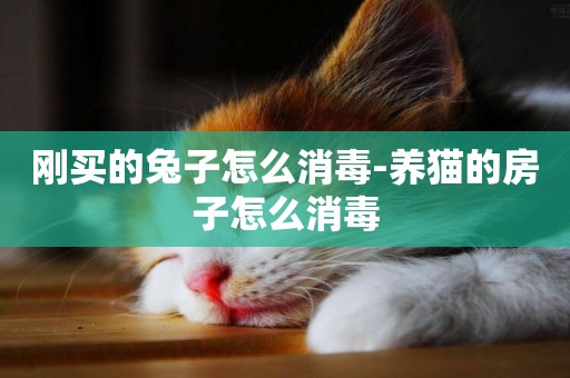 剛買的兔子怎么消毒-養貓的房子怎么消毒