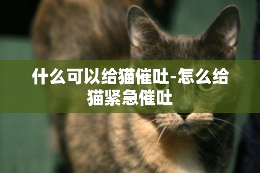 什么可以給貓催吐-怎么給貓緊急催吐