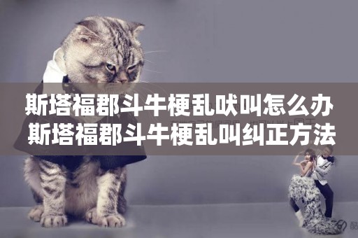 斯塔福郡斗牛梗亂吠叫怎么辦 斯塔福郡斗牛梗亂叫糾正方法