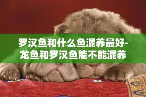 羅漢魚和什么魚混養最好-龍魚和羅漢魚能不能混養