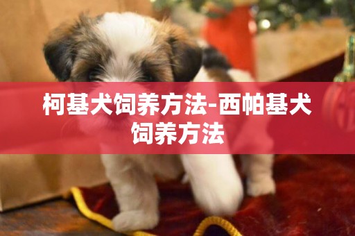 柯基犬飼養方法-西帕基犬飼養方法
