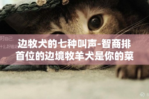 邊牧犬的七種叫聲-智商排首位的邊境牧羊犬是你的菜嗎