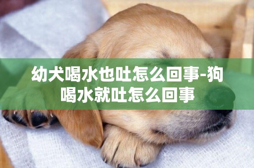 幼犬喝水也吐怎么回事-狗喝水就吐怎么回事
