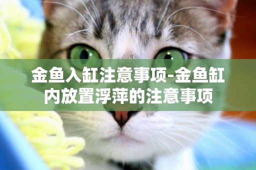 金魚入缸注意事項-金魚缸內放置浮萍的注意事項