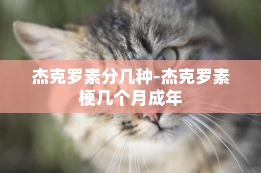 杰克羅素分幾種-杰克羅素梗幾個月成年