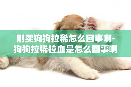 剛買狗狗拉稀怎么回事啊-狗狗拉稀拉血是怎么回事啊