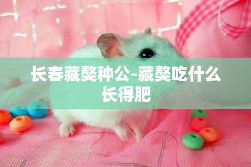 長春藏獒種公-藏獒吃什么長得肥
