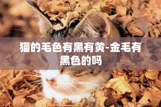 貓的毛色有黑有黃-金毛有黑色的嗎