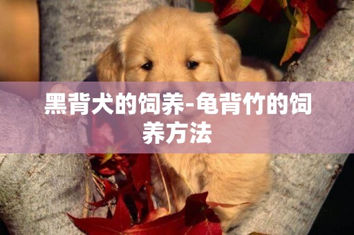 黑背犬的飼養-龜背竹的飼養方法
