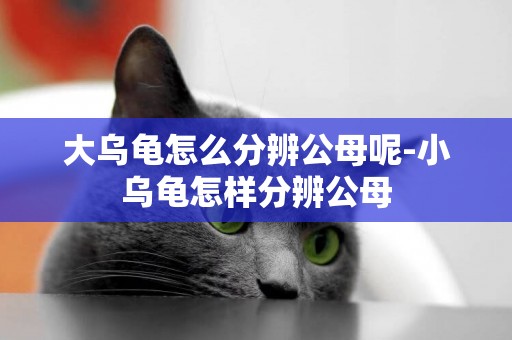 大烏龜怎么分辨公母呢-小烏龜怎樣分辨公母