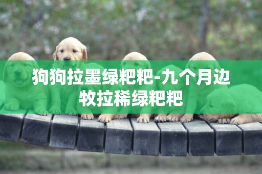 狗狗拉墨綠粑粑-九個月邊牧拉稀綠粑粑