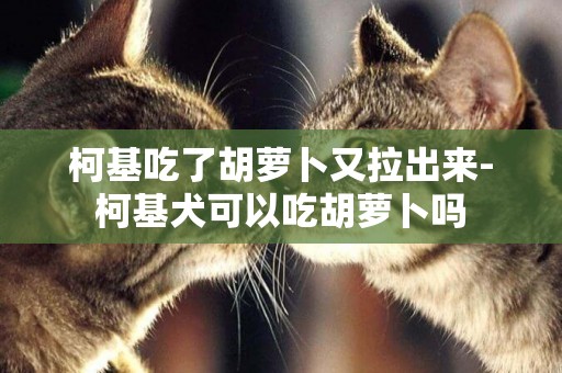 柯基吃了胡蘿卜又拉出來-柯基犬可以吃胡蘿卜嗎