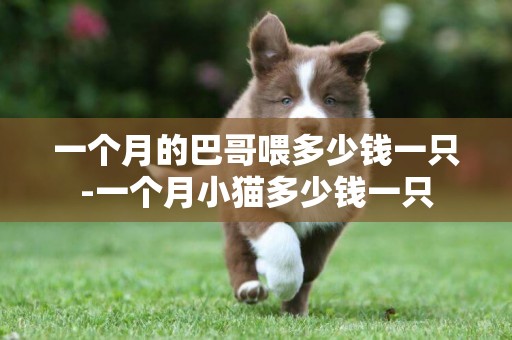 一個月的巴哥喂多少錢一只-一個月小貓多少錢一只